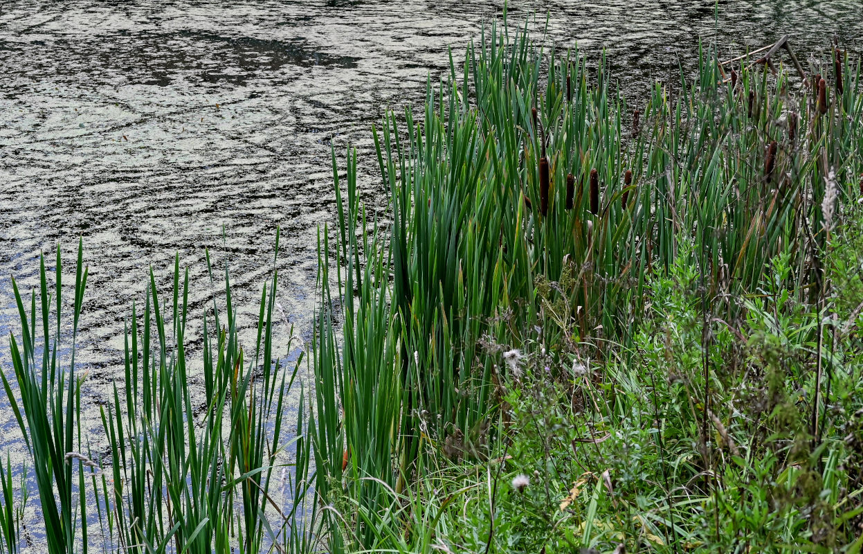 Image of Typha latifolia specimen.