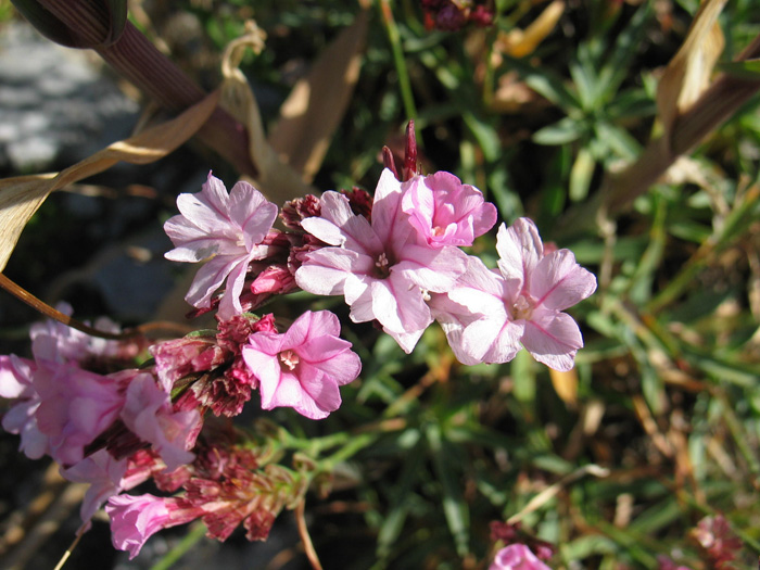 Image of Acantholimon ruprechtii specimen.