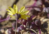 genus Crassothonna. Соцветие и верхушка листа. Испания, автономное сообщество Каталония, провинция Жирона, комарка Баш-Эмпорда, муниципалитет Палафружель, ботанический сад \"Кап-Роч\". 05.01.2025.