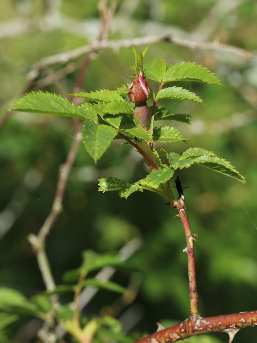 Image of Rosa subcanina specimen.