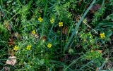 Potentilla erecta. Цветущие растения в сообществе с Galium. Тверская обл., Конаковский р-н, дол. р. Сестра, опушка березняка. 07.09.2024.