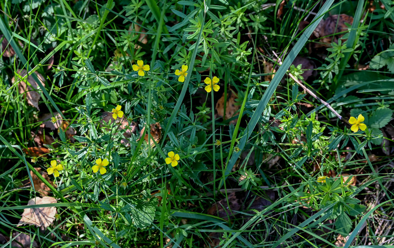 Image of Potentilla erecta specimen.