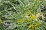 Astragalus lithophilus