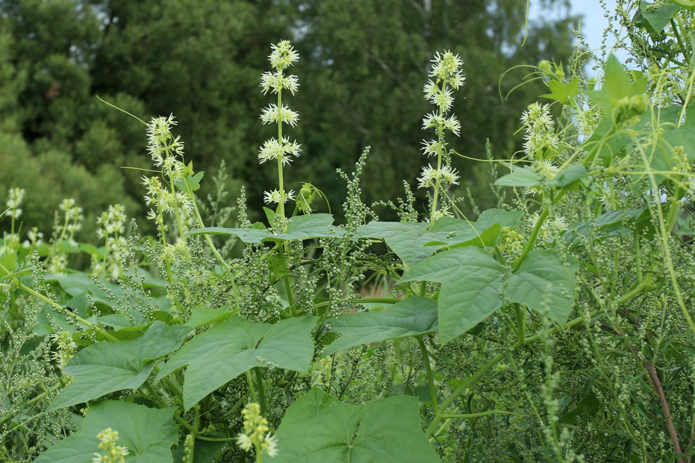 Изображение особи Echinocystis lobata.