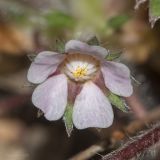 Potentilla micrantha