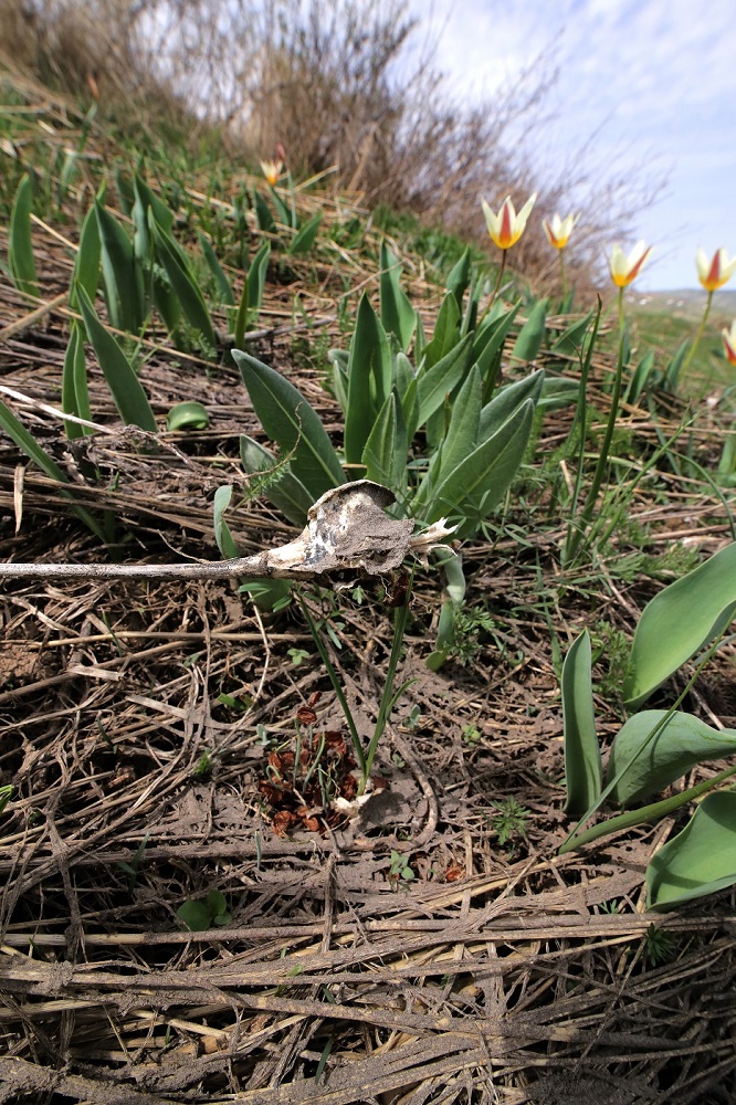 Image of Tulipa berkariensis specimen.
