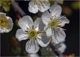 View full-size image Cerasus vulgaris