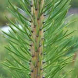 Смотреть изображение Pinus sylvestris подвид hamata