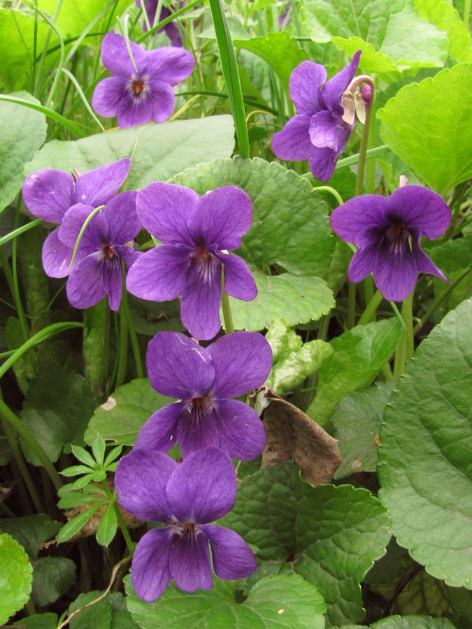 Image of Viola odorata specimen.