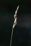 View full-size image Sieglingia decumbens