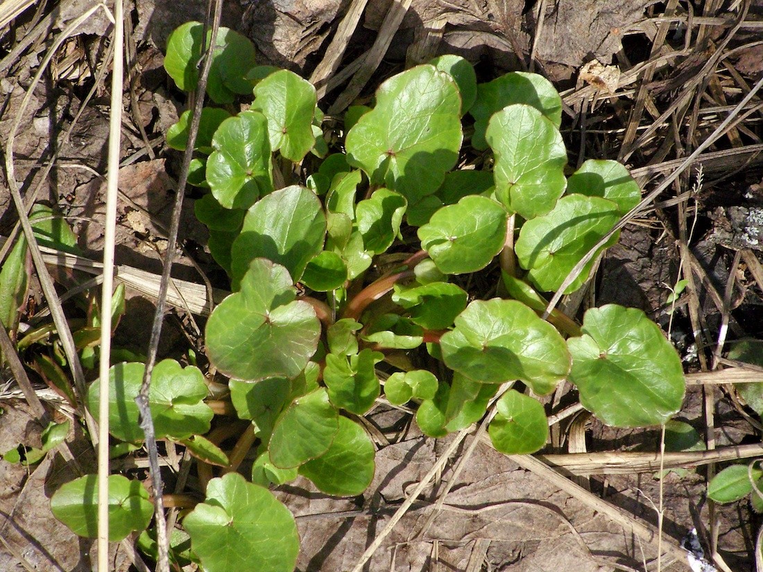 Image of Ficaria verna specimen.