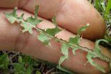 Taraxacum tortilobum. Лист. Север Кубани, станица Шкуринская, сазовая степь. 21.04.2011.