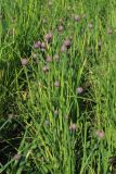 View full-size image Allium schoenoprasum