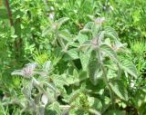 View full-size image genus Clinopodium