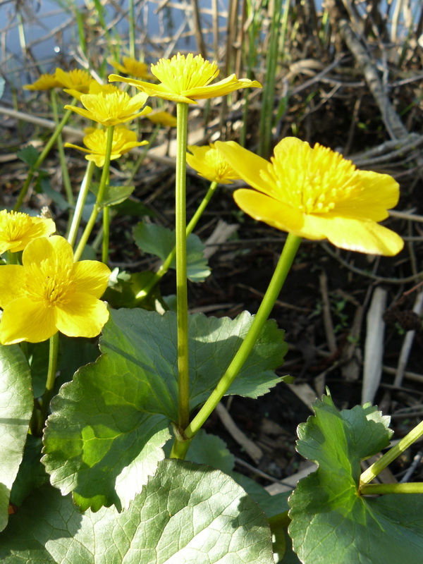 Image of genus Caltha specimen.