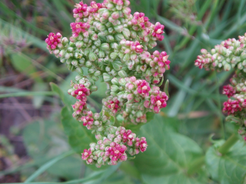 Изображение особи Rumex tuberosus.