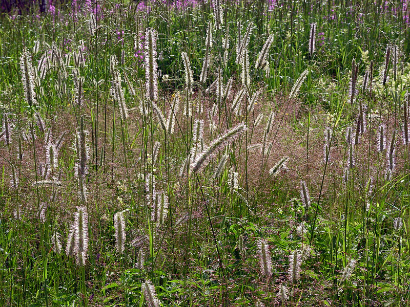 Image of Phleum pratense specimen.