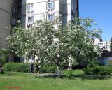 Robinia luxurians. Цветущее дерево. Киев, Южная Борщаговка, в культуре. 27 мая 2011 г.