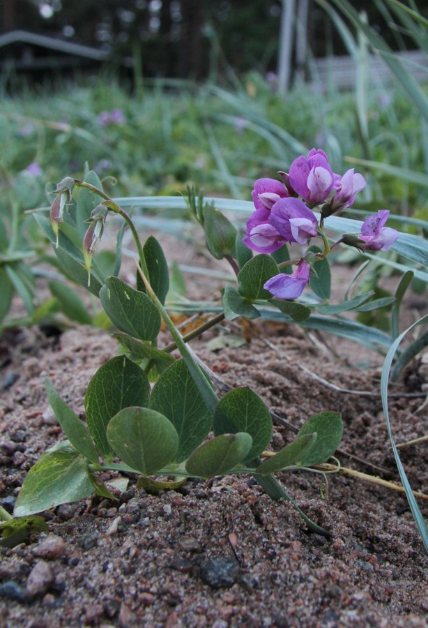 Image of Lathyrus japonicus ssp. maritimus specimen.