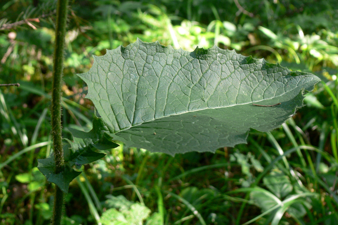 Image of Crepis sibirica specimen.