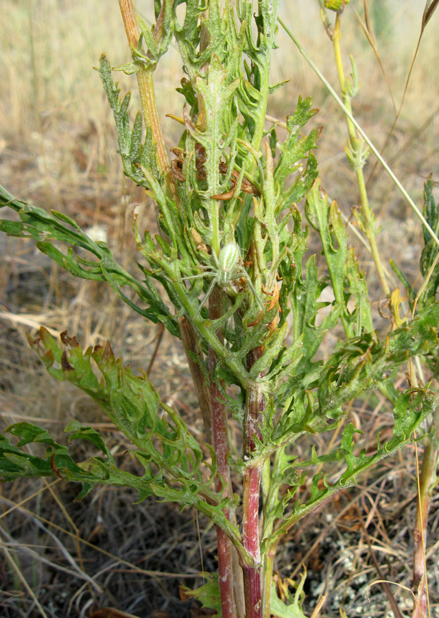 Изображение особи Senecio jacobaea.