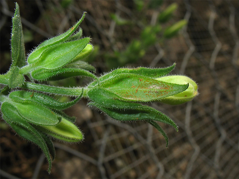 Image of Campanula lyrata specimen.