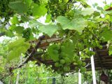 Vitis labrusca. Ветви с созревающими плодами. Абхазия, Гудаутский р-н, г. Новый Афон. 25 июля 2008 г.