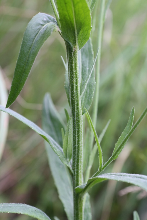 Image of Campanula lambertiana specimen.