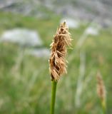 Kobresia macrolepis