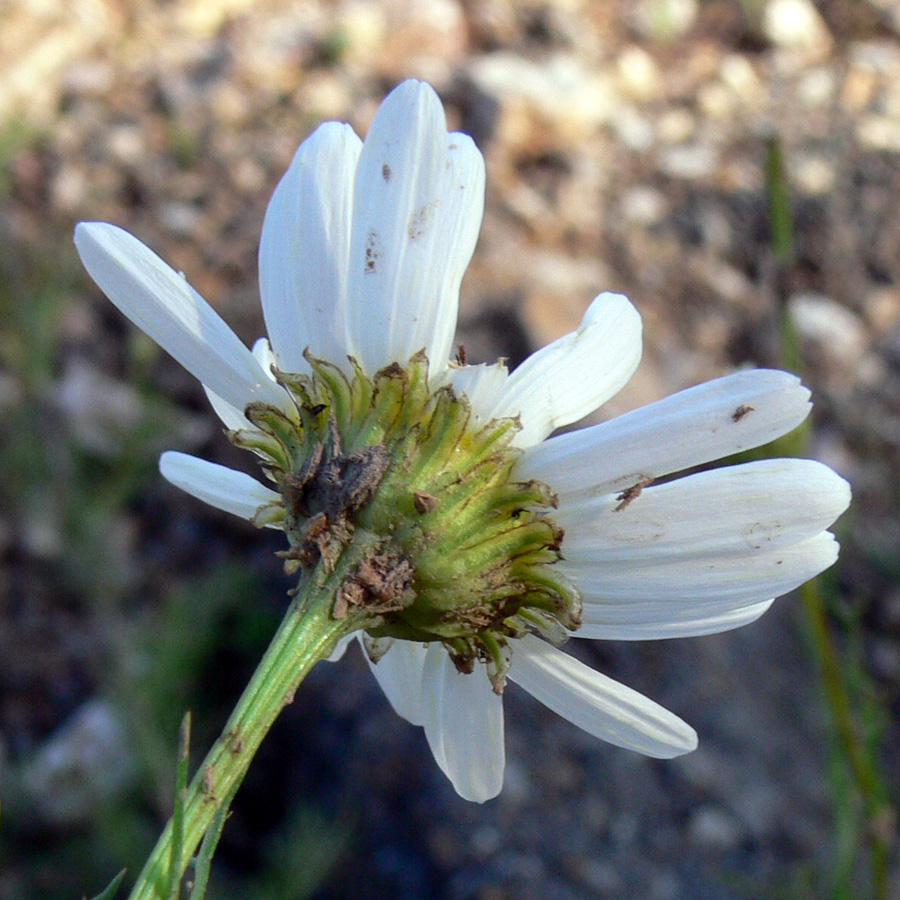 Изображение особи Tripleurospermum inodorum.