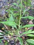 Centaurea integrifolia