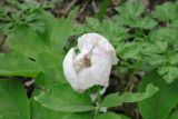 Paeonia caucasica