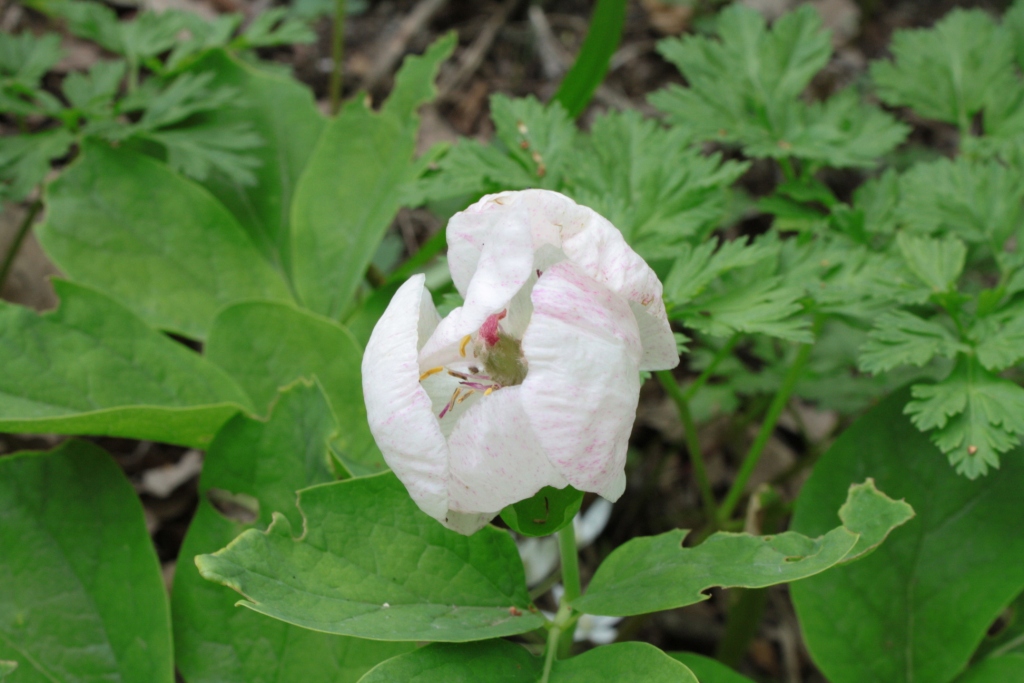 Image of Paeonia caucasica specimen.