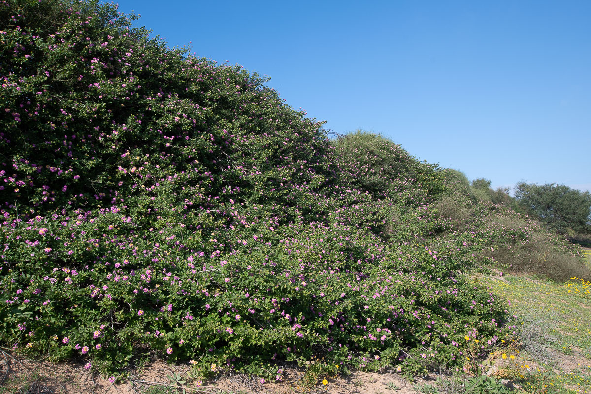 Image of Lantana camara specimen.