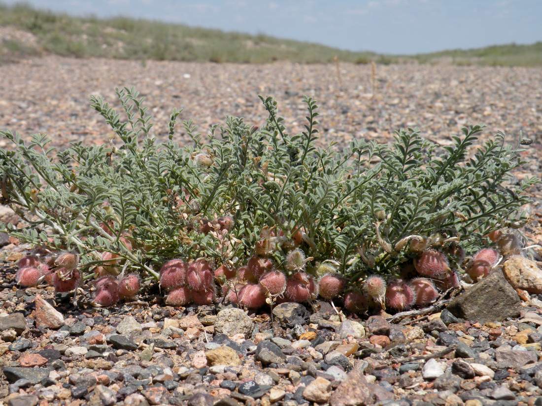 Изображение особи Astragalus sumneviczii.