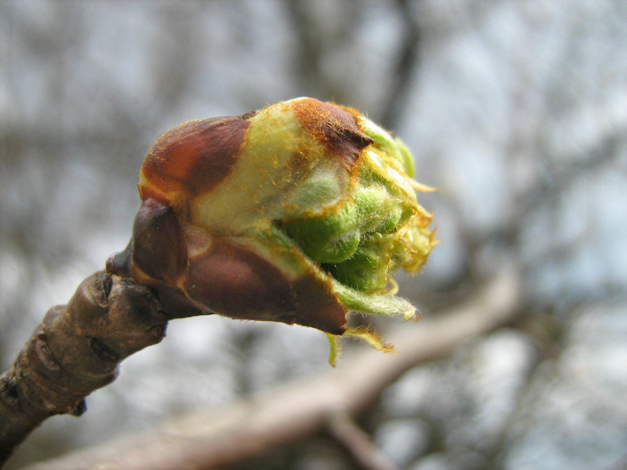 Изображение особи Malus sylvestris.