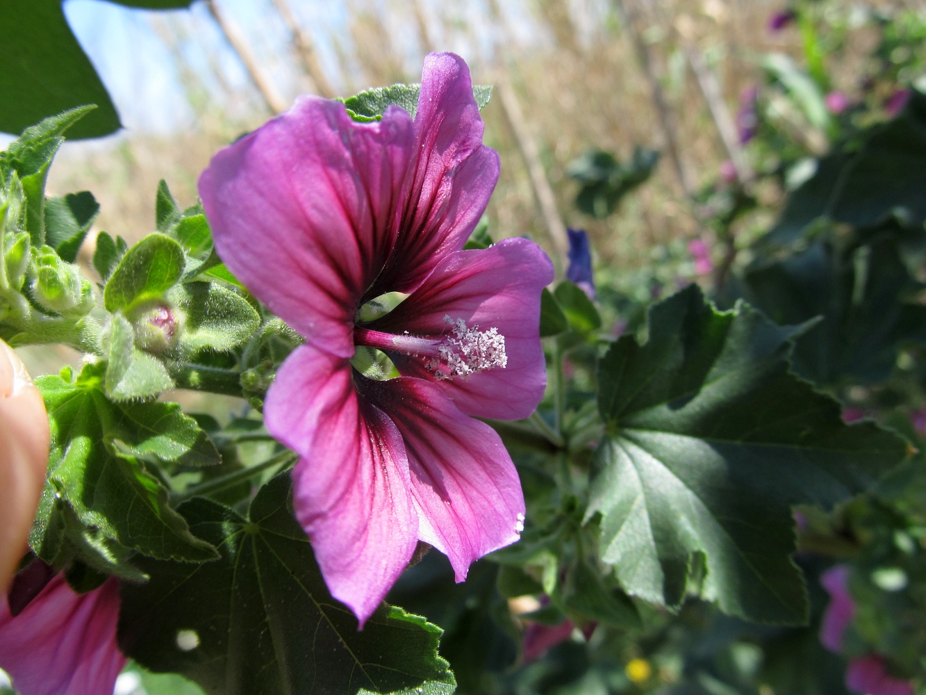 Image of Malva arborea specimen.