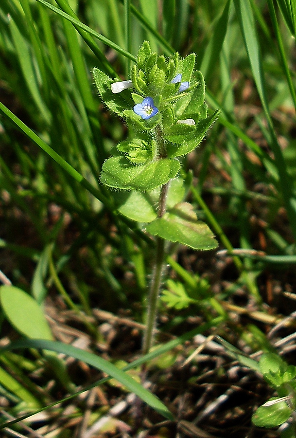 Изображение особи Veronica arvensis.