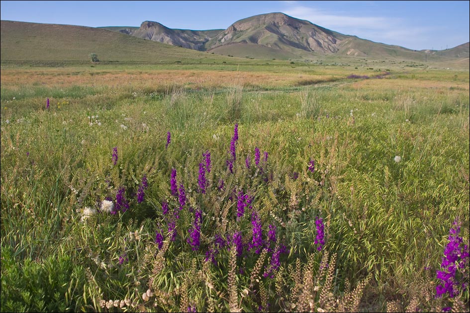 Image of Delphinium hispanicum specimen.