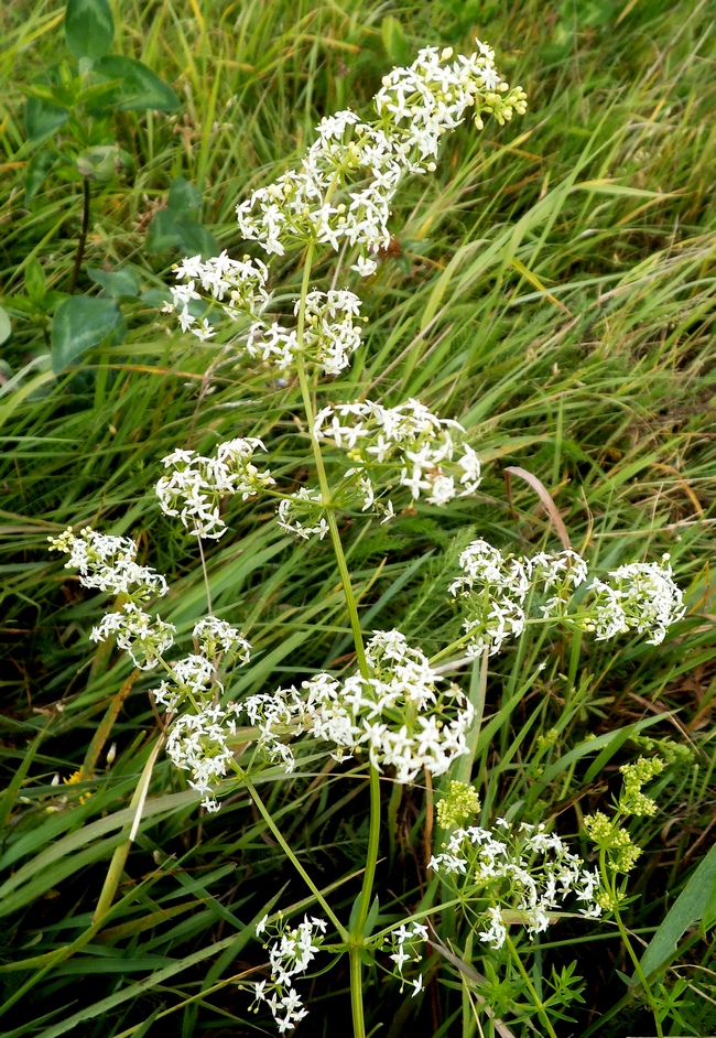 Изображение особи Galium mollugo.