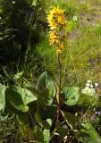 Ligularia subsagittata. Цветущее растение у реки. Кабардино-Балкария, верховья р. Малка, 2200 м н.у.м. 22.07.2012.