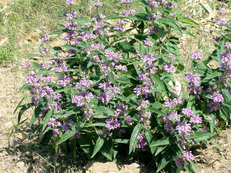 Image of Phlomis regelii specimen.