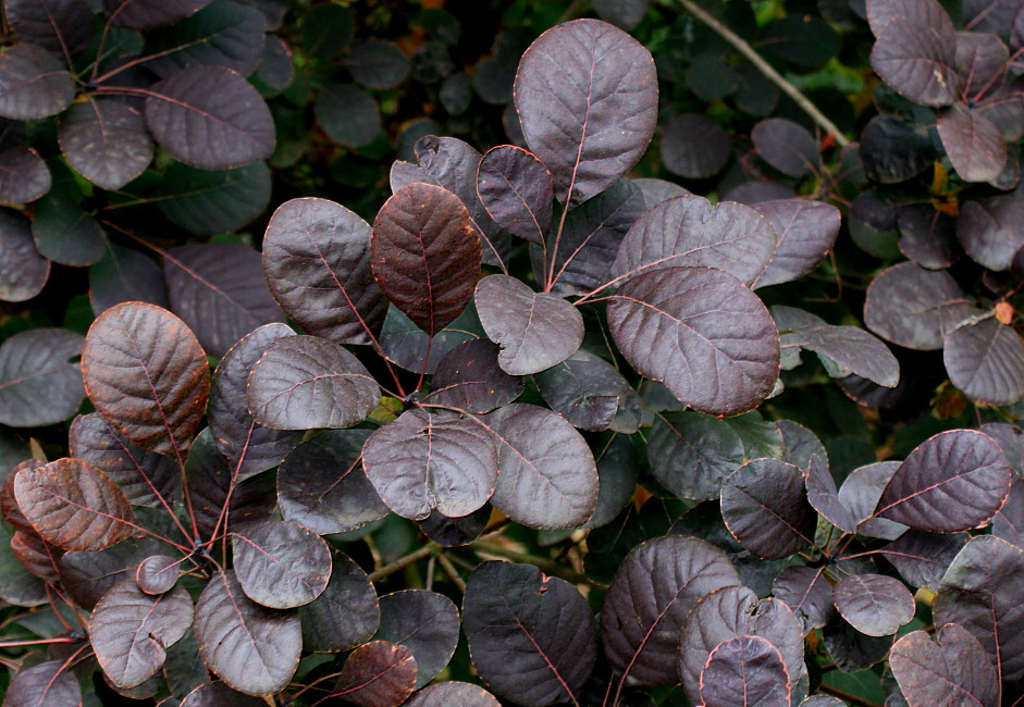 Image of Cotinus coggygria specimen.