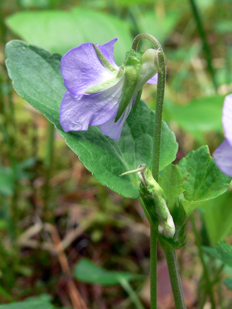 Image of Viola ruppii specimen.