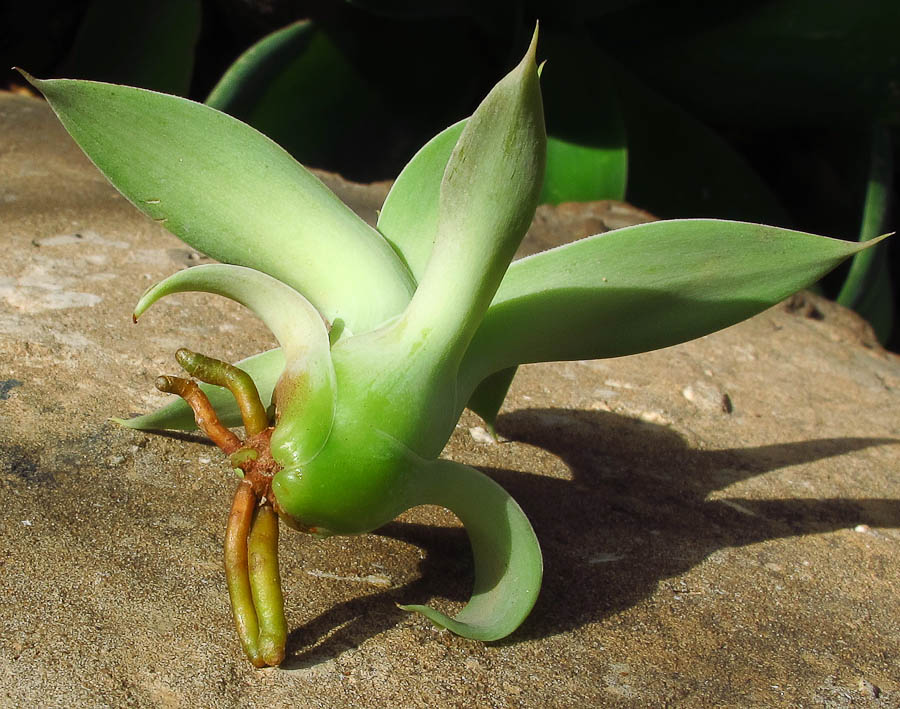 Image of Agave attenuata specimen.