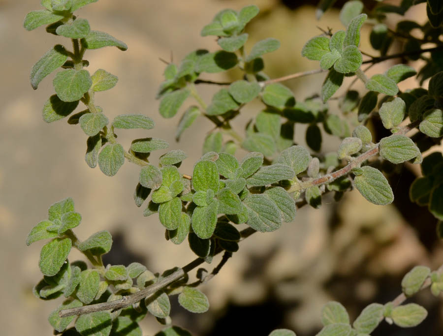 Image of Majorana syriaca specimen.