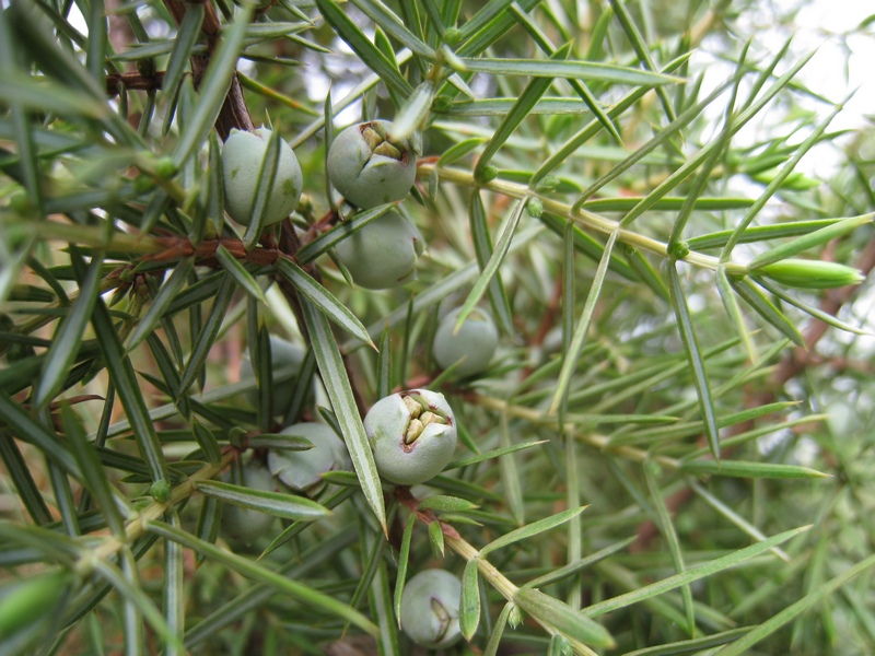 Изображение особи Juniperus communis.