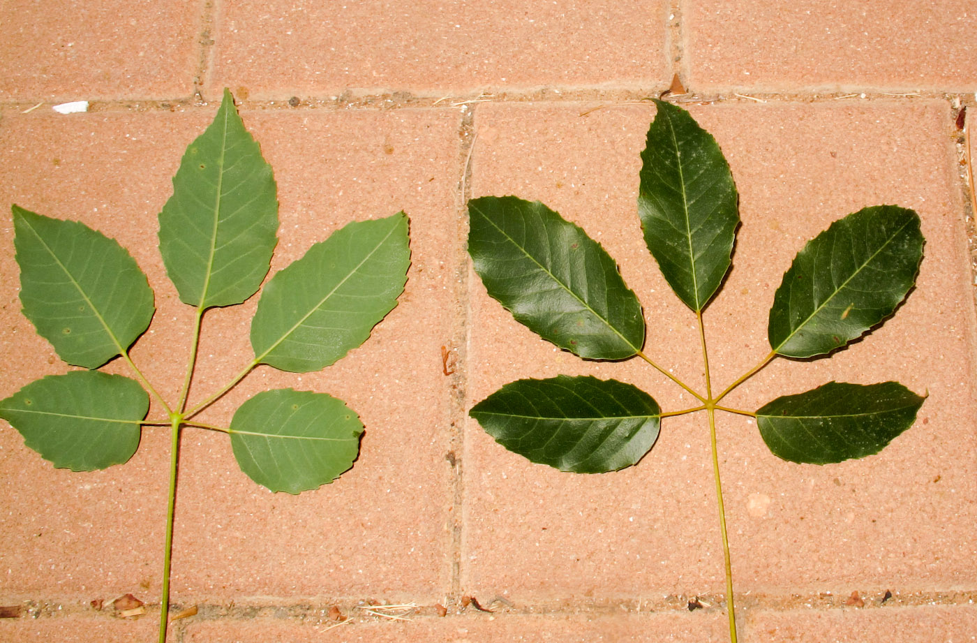 Image of Tabebuia impetiginosa specimen.