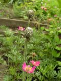 Anemone multifida