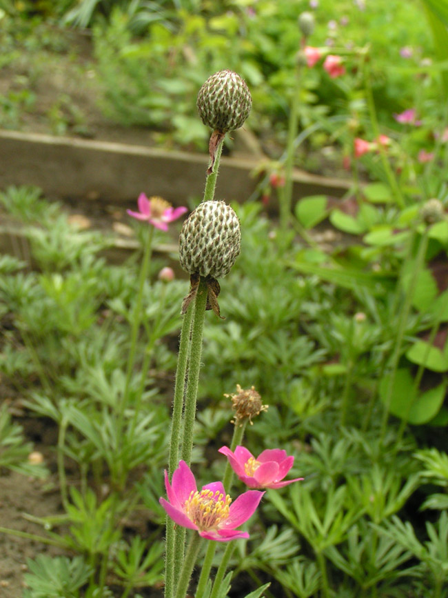 Image of Anemone multifida specimen.